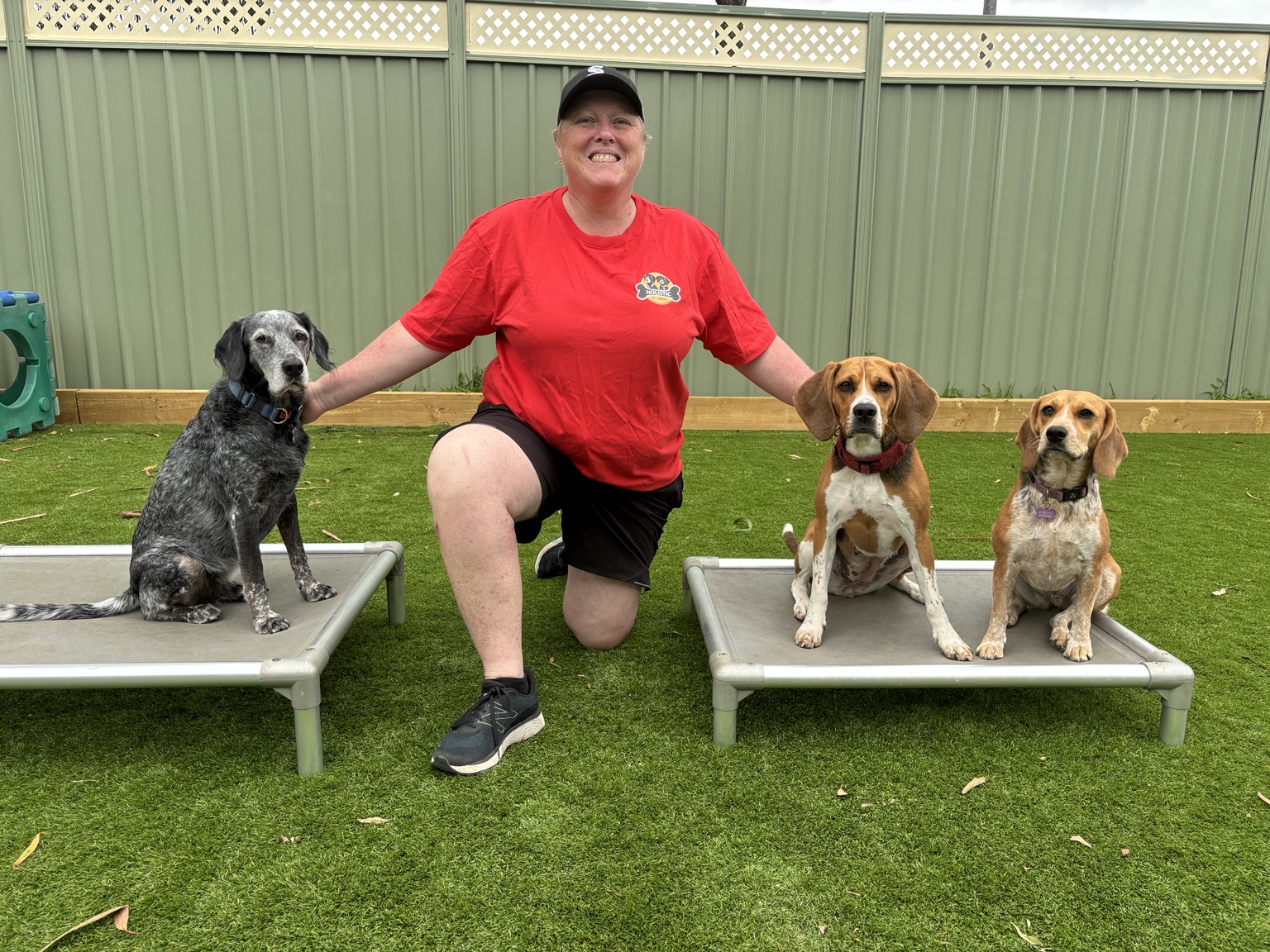 Holistic Hounds dogs together
